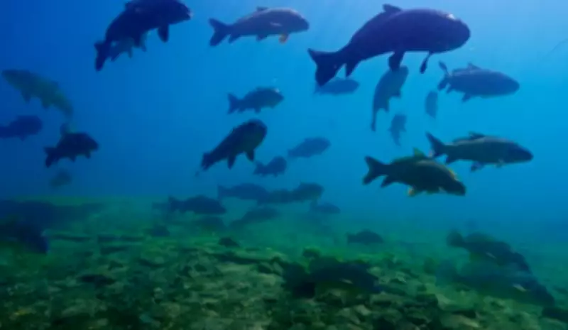 Filmmakers Explore 'Fish City' Underwater Near Bruce Power Nuclear Plant