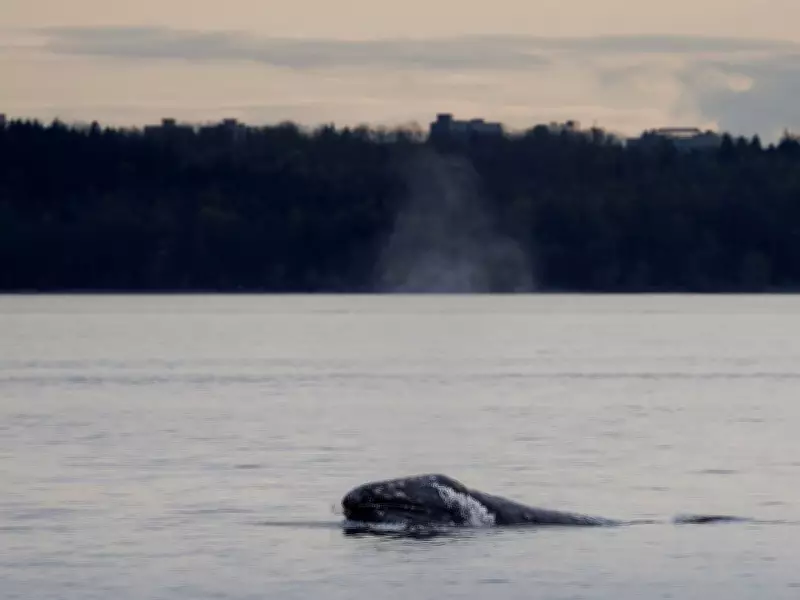 Five Emaciated Grey Whales Found Dead Off B.C. Coast This Year