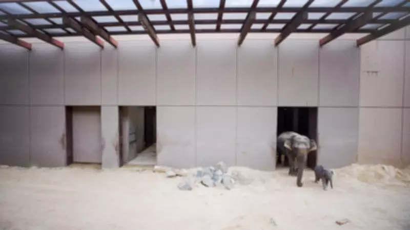 Former Calgary Zoo Elephant Swarna Becomes 'Auntie' to Orphaned Calf in U.S.