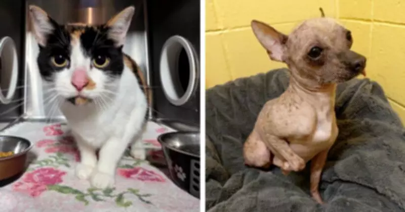 Four Dogs and Cat Rescued from Filthy RV in Chilliwack by B.C. SPCA