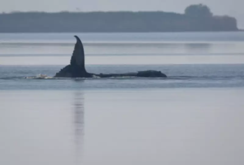 'Free Timmy!' Beached Whale Grips and Divides Germany