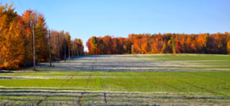 Frost and Freezing Temperatures in Friday's Forecast for Kitchener
