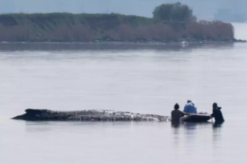German Rescuers Launch New Bid to Free Stranded Humpback Whale