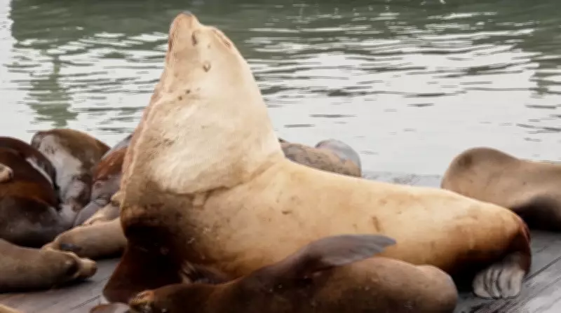 Giant Sea Lion 'Chonkers' Wins Hearts at San Francisco's Pier 39