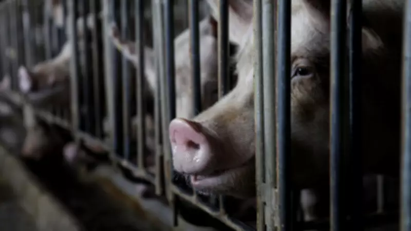 GOP Farm Bill Provision Could Overturn State Pig Confinement Bans