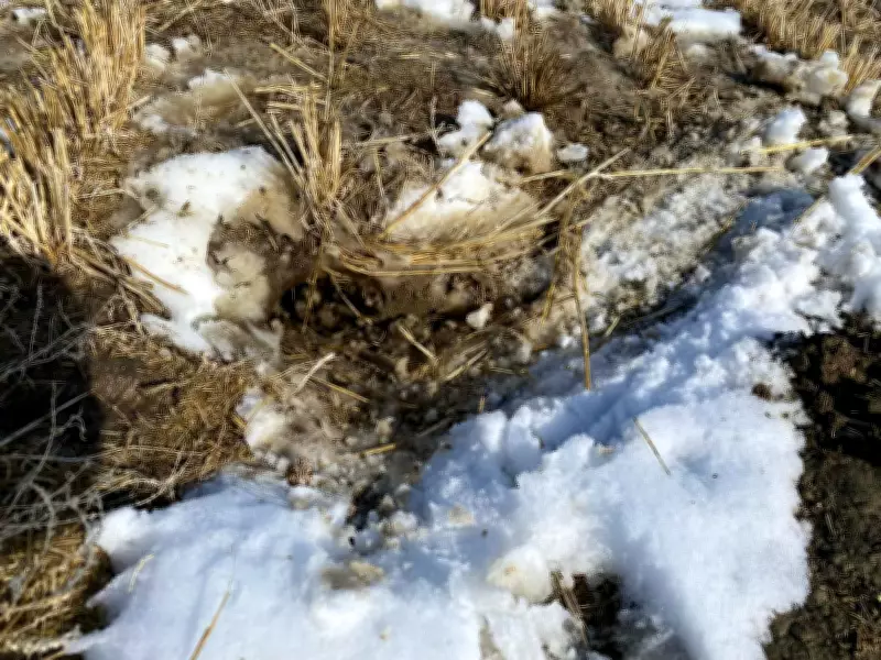 Gopher Infestations Cost Saskatchewan Farmers Thousands in Crop Damage