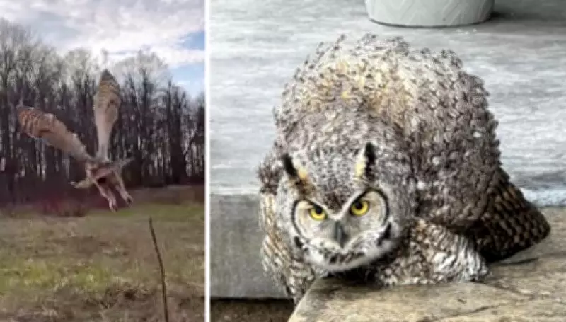Great Horned Owl Rescued in Innisfil Returns to Wild After Rehabilitation