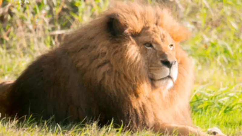 Greater Vancouver Zoo's Oldest Lion, Boomer, Euthanized After Kidney Disease Battle
