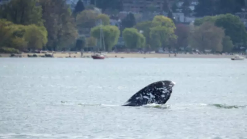 Grey Whale Near Vancouver at Risk of Live Stranding, Officials Warn