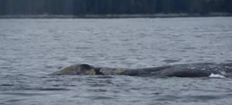 Grey Whales Dying Off B.C. Coast: Food Scarcity Blamed