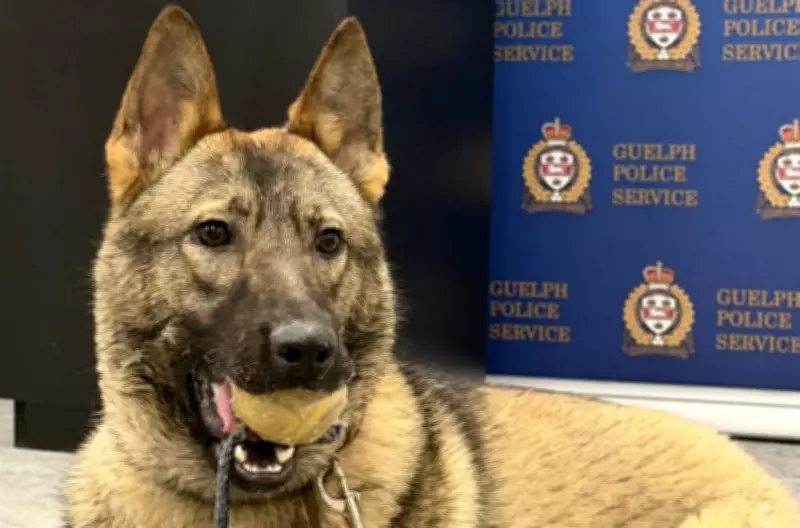Guelph Police Seek Public's Help to Name New Canine Recruit