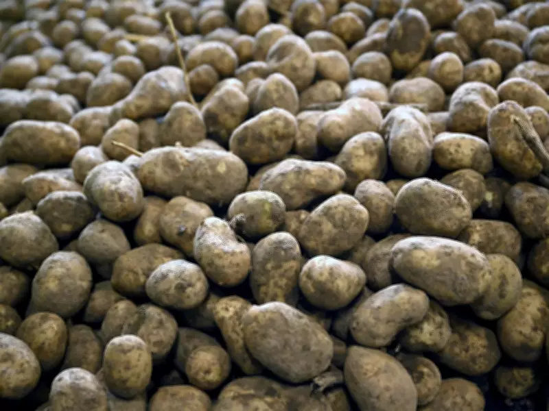 Guru Nanak Free Kitchen to Donate 80,000 Pounds of Potatoes to Calgarians