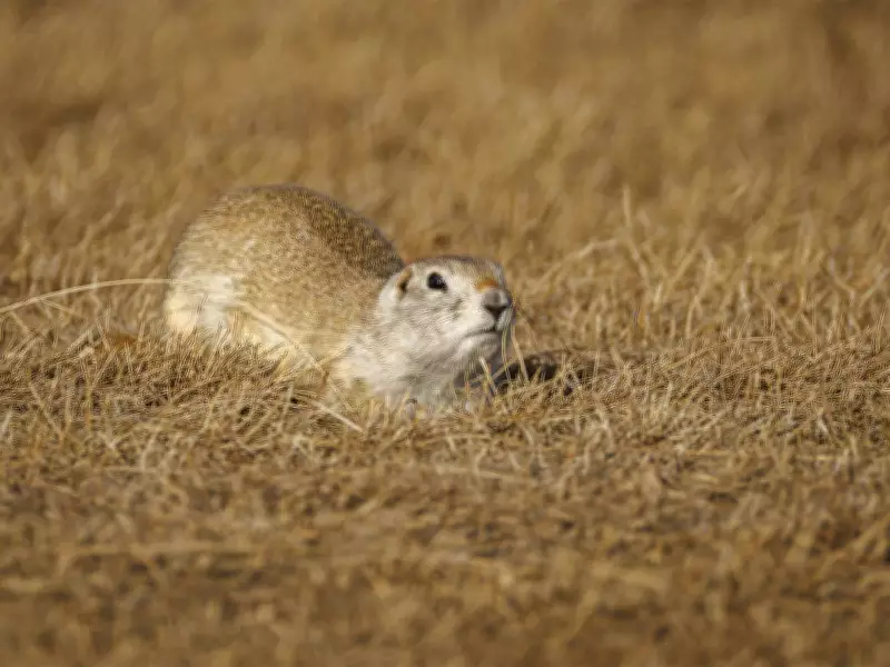 Health Canada Approves Strychnine Use to Combat Gopher Infestations in Prairie Provinces