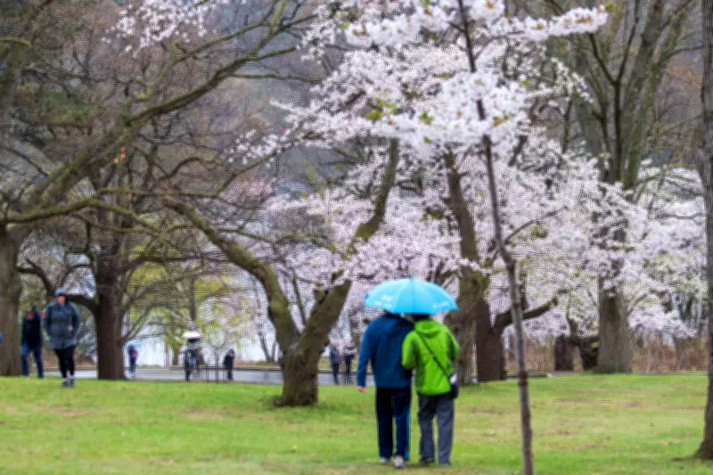 High Park Cherry Blossoms Expected to Bloom in Late April: Visitor Guide