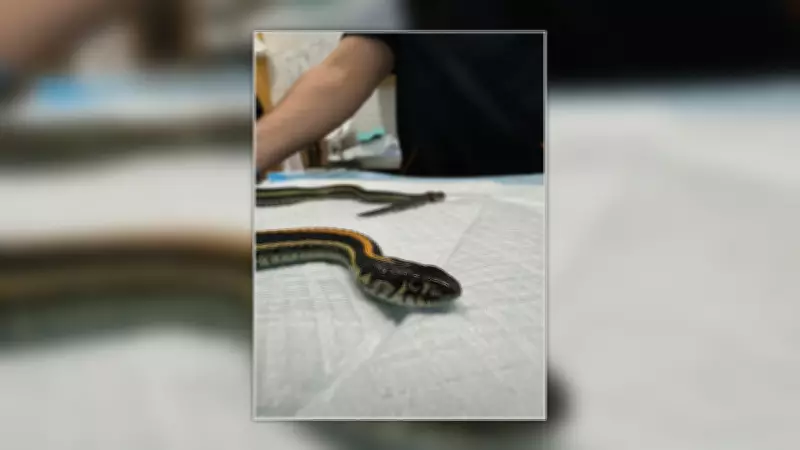 How 2 snake species survive winter months in Edmonton