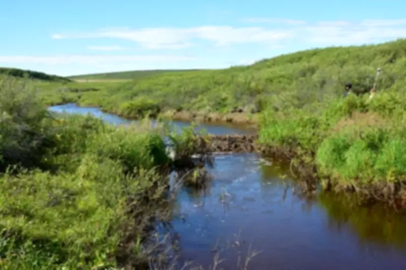 How Beavers Are Reshaping Arctic Landscapes as They Move North