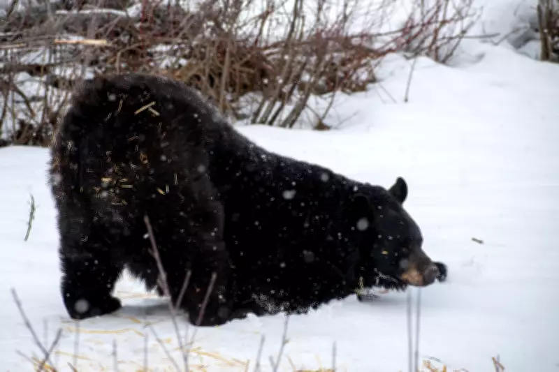 Hungry Bears Emerge in Northern Ontario Neighborhoods, MNR Warns Residents