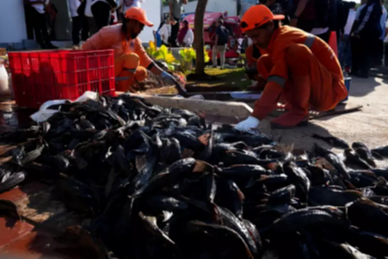 Invasive 'Janitor Fish' Removal Intensifies in Jakarta's Waterways