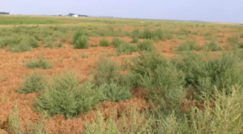 Invasive Kochia Weed Poses Growing Threat to Saskatchewan Farmers