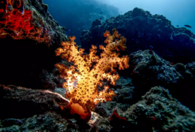 Iran War's Hidden Toll: Oman's Vibrant Coral Reefs Face Grave Danger