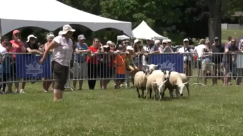 Kingsville Highland Games Secures $20,000 in Provincial Funding Boost