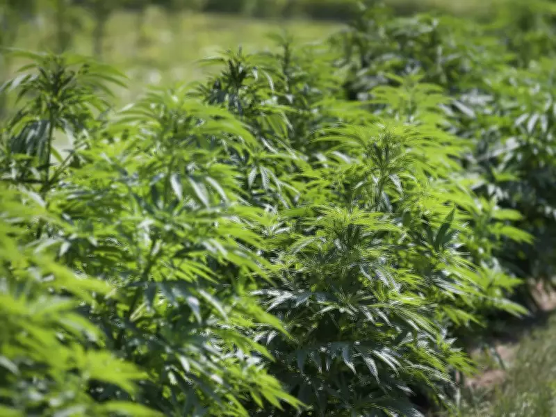 Leamington Farm Fined $50K After $80M Cannabis Bust in 2020 Police Raid