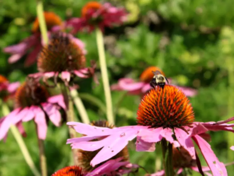 Making Your Yard Welcoming to Pollinators: A Gardener's Guide