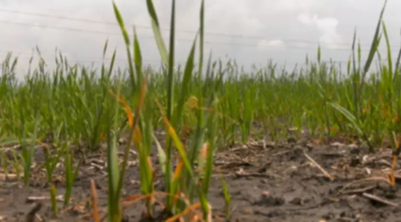 Manitoba Farmers Face $77M Annual Loss from Herbicide-Resistant Weeds, Study Reveals