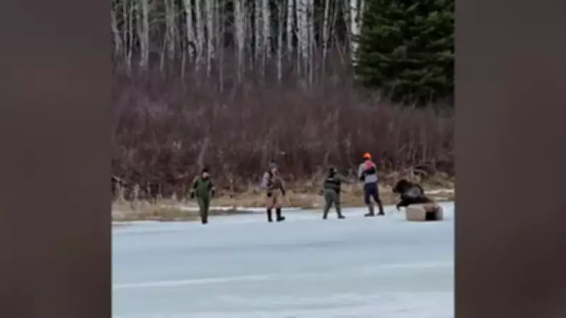 Manitoba Man and Officers Rescue Moose Trapped in Ice on Bird River