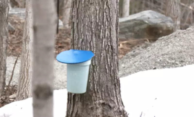 Maple Syrup Producers Celebrate Successful Tapping Season Amid Industry Relief