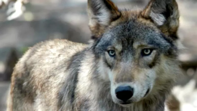 Mass poisoning suspected as 18 wolves die in Italian national park