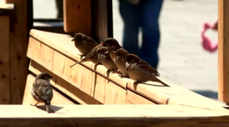 Montreal Weekend Brings Full Warmth and Sunshine After Months