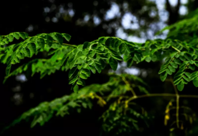 Moringa Tree Seeds Filter Over 98% of Microplastics from Tap Water
