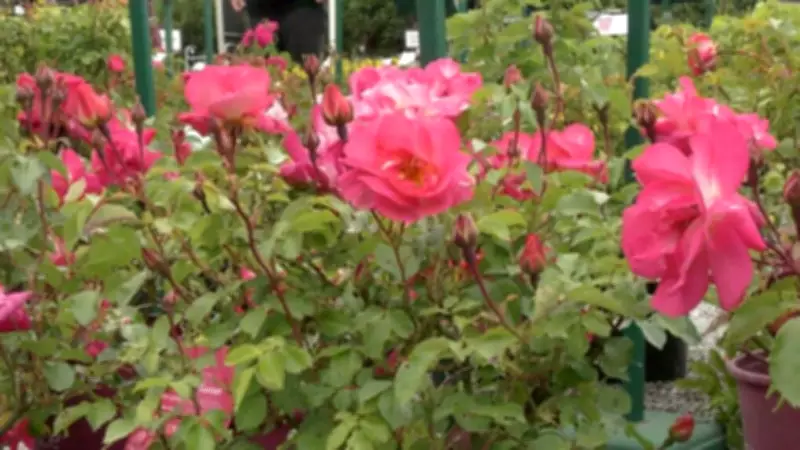 Mother's Day March in Barrie Advances Women's Rights Step by Step