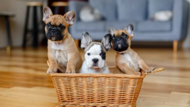 Mount Forest Resident Loses Nearly $2,000 in Puppy Scam, Warns Others