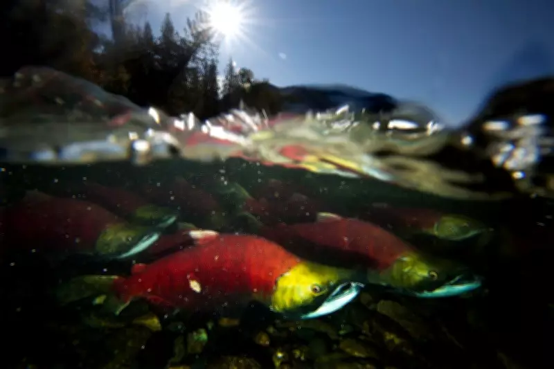 Mount Robson Park Waterways Closed to Curb Whirling Disease Spread