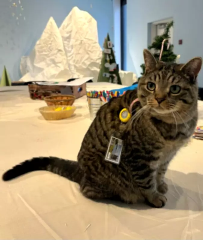 Muffin the Cat Becomes Official Member of Dorval Library with His Own Card