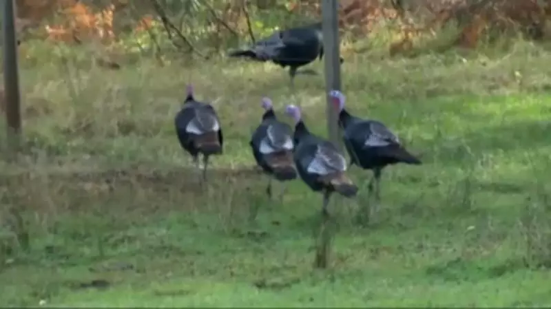 New Brunswick Extends Wild Turkey Hunting Season for 2026 Amid Population Growth