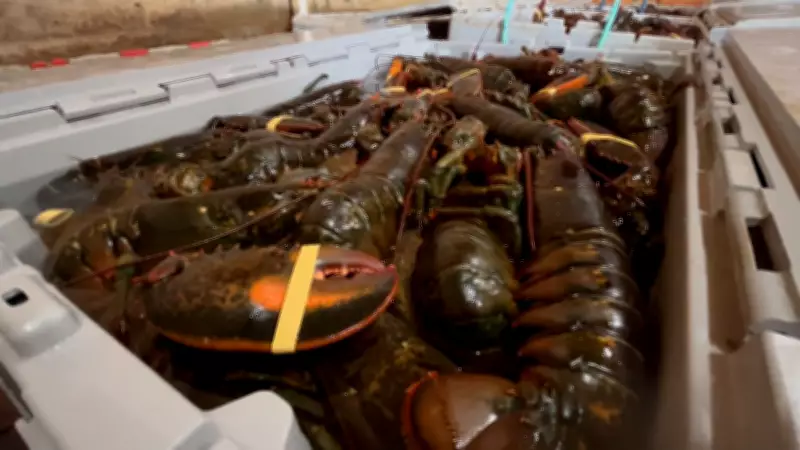 New Brunswick Launches Dedicated Lobster Law Enforcement Unit to Combat Unreported Catch