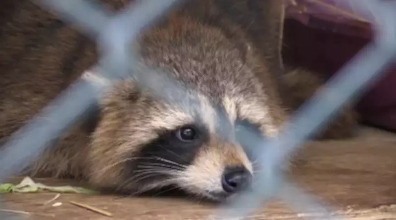 New Emergency Animal Response Team Fills Critical Gap in Simcoe County Region