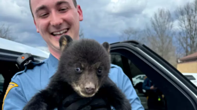 New Jersey State Troopers Rescue Bear Cub from Interstate Highway Ditch
