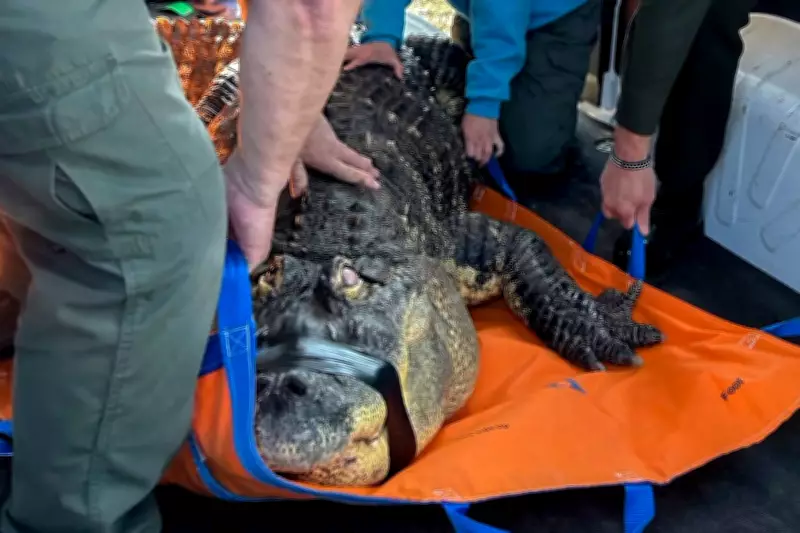 New York Man Ends Legal Battle to Reclaim Seized 12-Foot Alligator Albert
