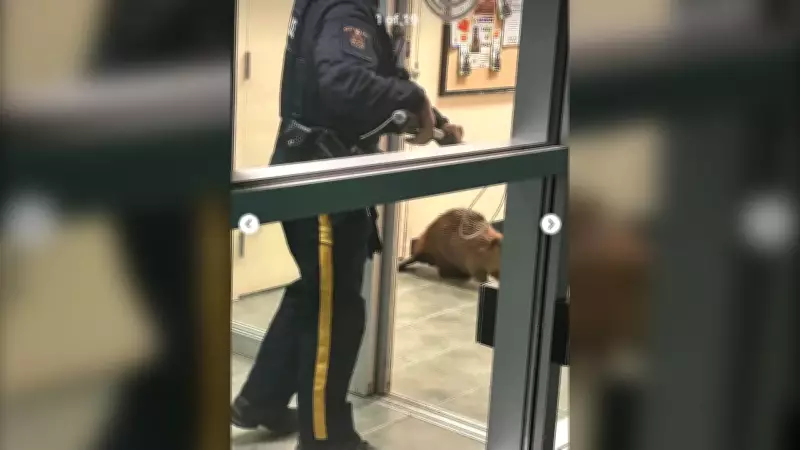 No Charges After Beaver Trespassing Incident in Nickelback's Hometown, Hanna RCMP Reports