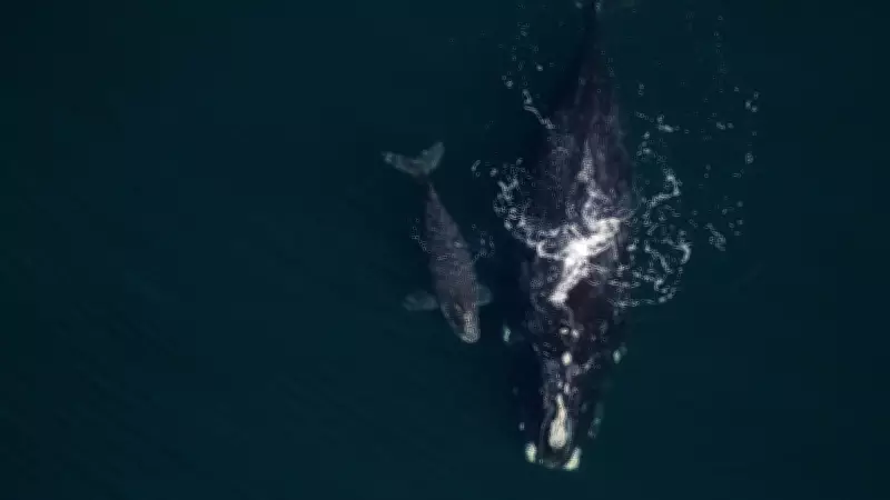 North Atlantic right whale calving season brings most births in 17 years