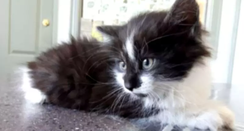 North Bay Man Faces Animal Cruelty Charges After Four Kittens Found Dead