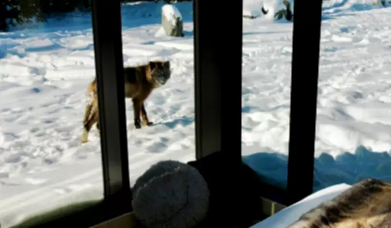 Northern Ontario Resort Unveils 'Sleeping with the Wolves' Immersive Experience