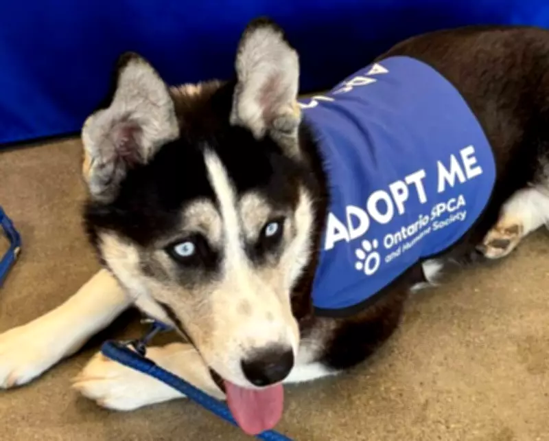Ontario SPCA Launches 'Dog's Day Out' Program for Animal Lovers
