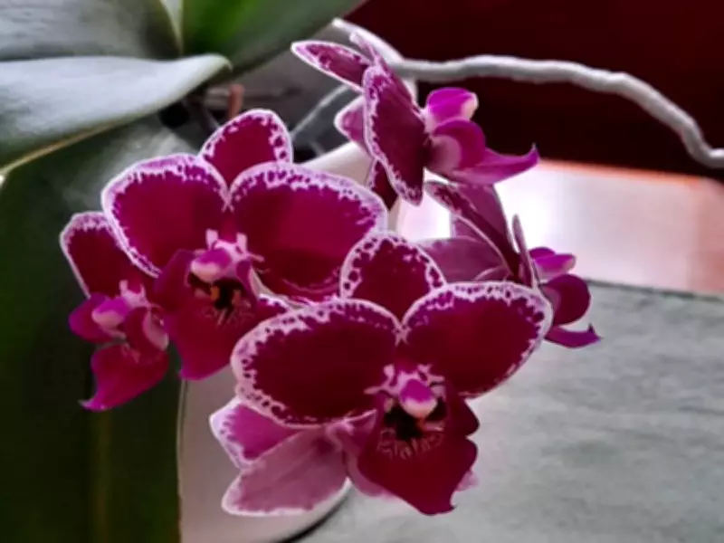 Orchids Bring Vibrant Color to Indoor Gardens with Surprising Ease of Care