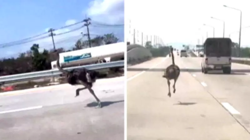 Ostrich on a Side Quest: Runaway Bird Sprints on Thai Highway After Escape