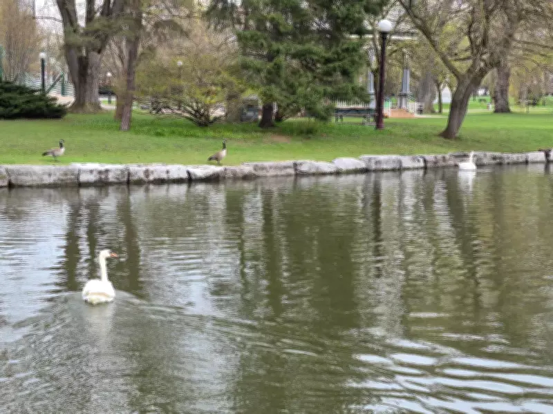 Otis and Ophelia Return to Kitchener's Victoria Park for Spring